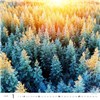 nástěnný kalendář  Forest/Wald/Les