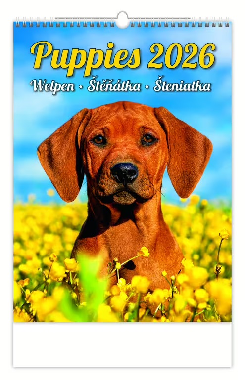 *H26  N181-26  nástěnný kalendář  Puppies/Welpen/Štěňátka/Šteniatka , 240x330