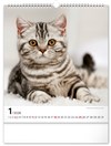 NOTIQUE Nástěnný kalendář Kočky